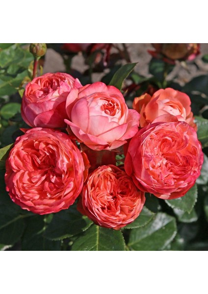 Parfuma® Amorepompeji™