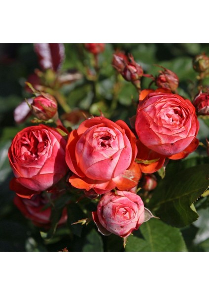 Parfuma® Amorepompeji™