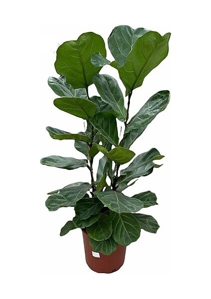 2 Köklü Ficus Lyrata Keman Yapraklı Kauçuk 120 cm