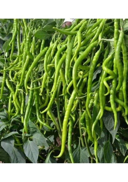 Acı Kıl Menderes Biber Tohumu 10GR