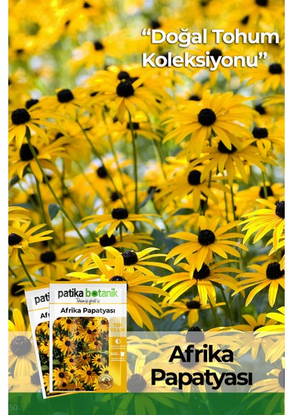 Afrika Papatyası (Rudbeckia) Çiçek Tohumu 100 Adet