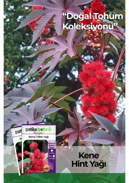 5 Adet Kene Çiçeği (Ricinus Communis) Çiçek Tohumu