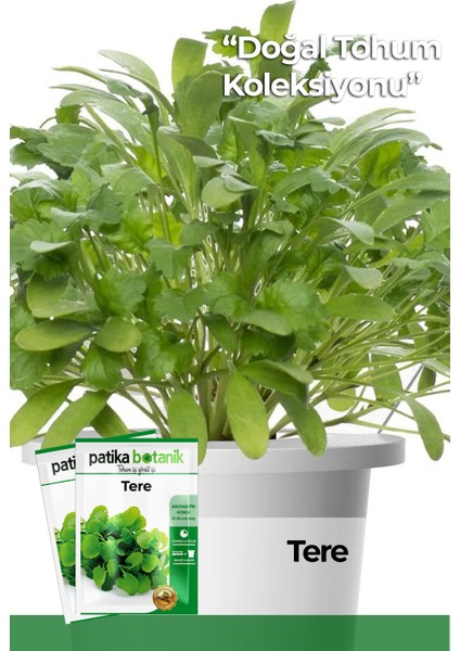 Geniş Yapraklı Tere Tohumu 5000 Adet Tohum 10 gr