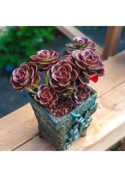 Pekmez Eçeverya Sukulent - 5,5 cm Saksıda - Echeveria Melaco Succulent