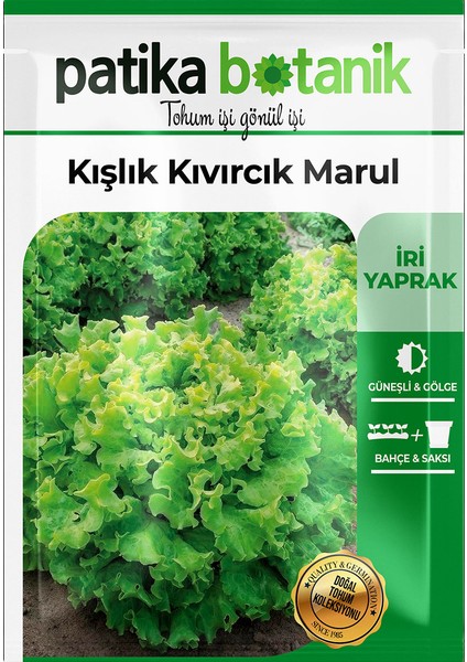 1.700 Adet Kışlık Yerli Ata Kıvırcık Marul Tohumu