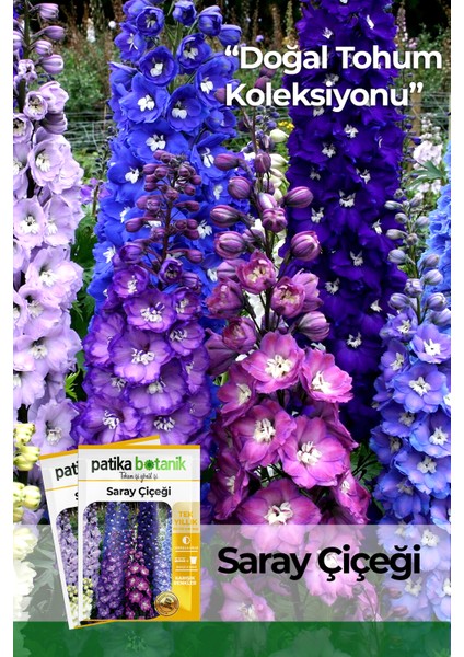 30 Adet Saray Çiçeği Tohumu