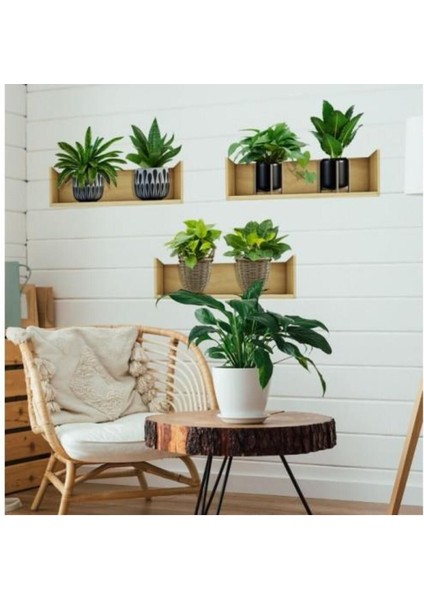 Raflı Bitki Tasarımlı Yapışkanlı Sticker 20X30 cm 3lü Set Ev Dekorasyonu Çiçek Duvar Çıkartması