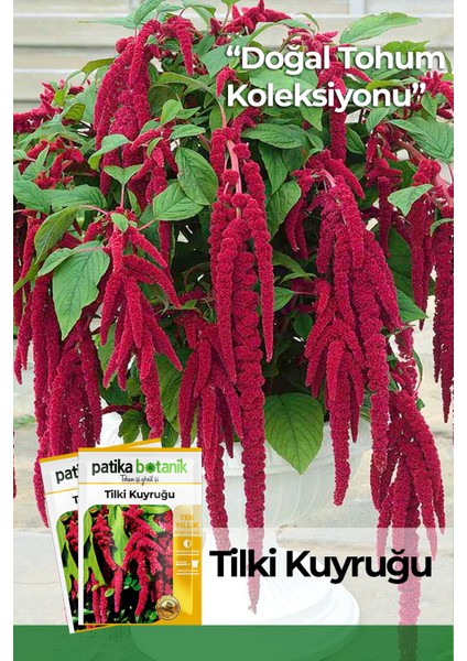 100 Adet Tilki Kuyruğu (Amaranthus Caudatus) Çiçek Tohumu