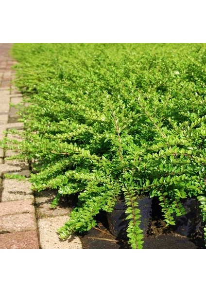 Hanımeli Çit Bitkisi 10 Adet 'lonicera Nitida'