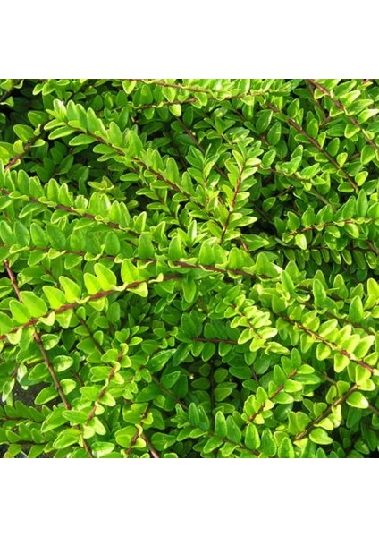 Hanımeli Çit Bitkisi 10 Adet 'lonicera Nitida'