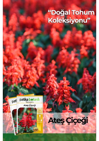30 Adet Ateş Çiçeği (Salvia Splendens) Çiçek Tohumu