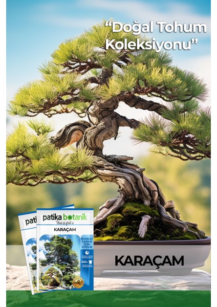 Karaçam Ağaç Tohumu