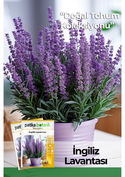 20 Adet Bodur (Saksılık) Ingiliz Lavantası Tohumu (English Lavender)