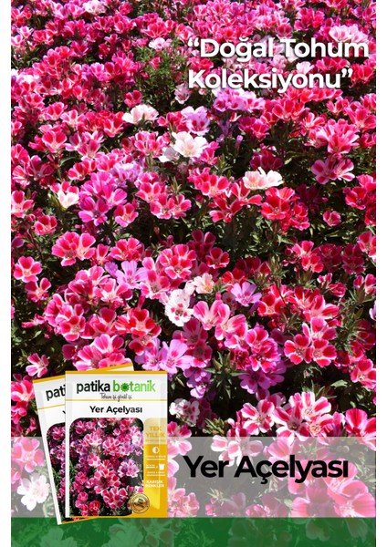 50 Adet Yer Açelyası (Godetia) Çiçek Tohumu