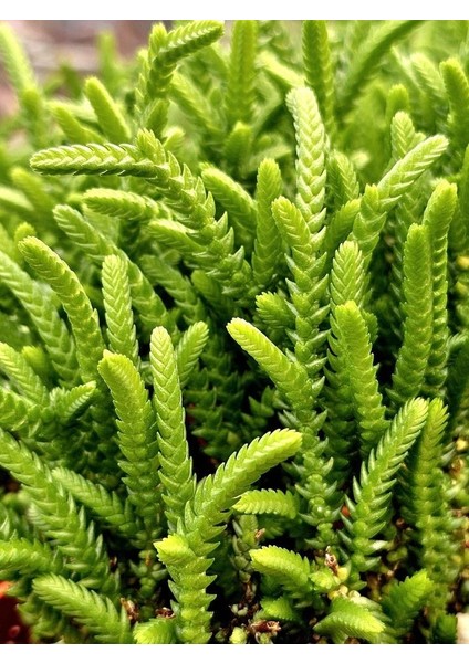 Prenses Çamı Sukulent / 5,5 cm Saksıda / Crassula Muscosa Succulent