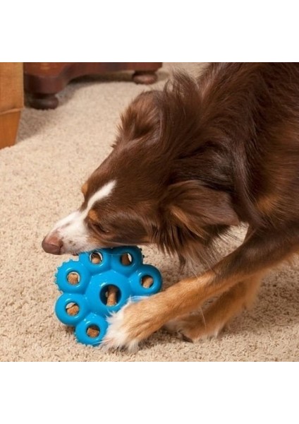 Kong Quest Star Çiçek Şeklinde Köpek Oyuncağı Small fırsatları