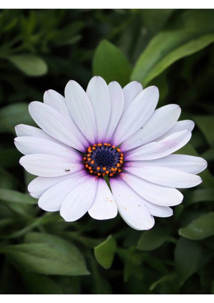 Videolu Hoş Kokulu Beyaz Bodrum Papatyası Çiçeği Fidanı 25-35 cm Saksılı Çiçekli Bodur Bodrum Daisy