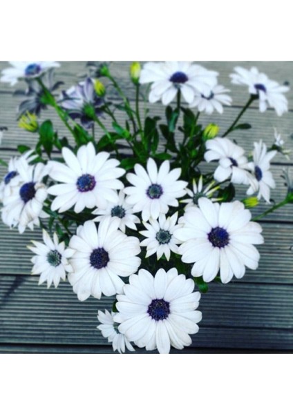 Videolu Hoş Kokulu Beyaz Bodrum Papatyası Çiçeği Fidanı 25-35 cm Saksılı Çiçekli Bodur Bodrum Daisy modelleri
