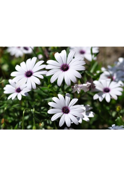 Videolu Hoş Kokulu Beyaz Bodrum Papatyası Çiçeği Fidanı 25-35 cm Saksılı Çiçekli Bodur Bodrum Daisy fırsatları