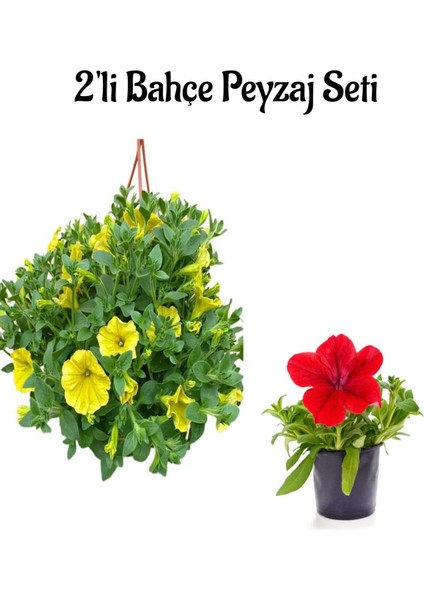 2'li Set Sarı+Kırmızı 2 Adet Petunya Çiçeği (10-30 Cm) Dış Mekan Bitkisi
