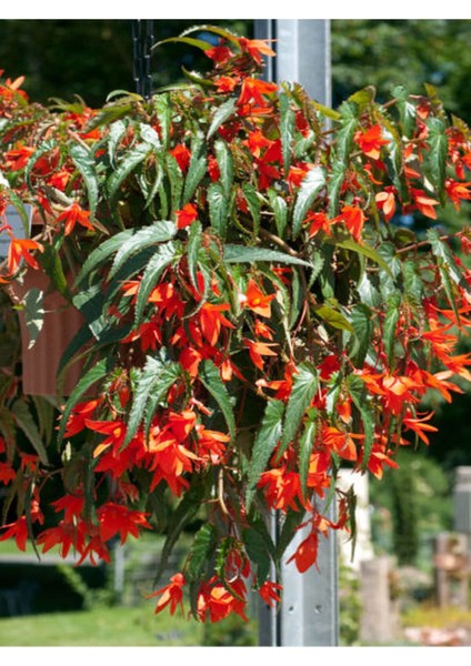 Kırmızı Renk Gelin Damat Çiçeği 1 Adet Saksılı 10-20CM (Begonia Boliviensis)