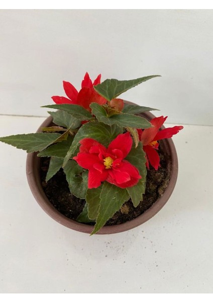 Kırmızı Renk Gelin Damat Çiçeği 1 Adet Saksılı 10-20CM (Begonia Boliviensis)