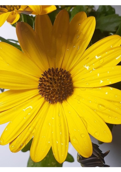 Videolu Bodrum Papatyası 20-45 cm Saksılı/tüplü Dış Mekan Bitkileri Yellow Daisy