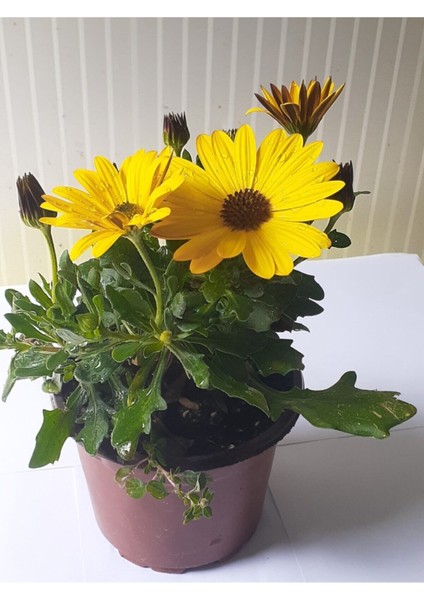 Videolu Bodrum Papatyası 20-45 cm Saksılı/tüplü Dış Mekan Bitkileri Yellow Daisy modelleri