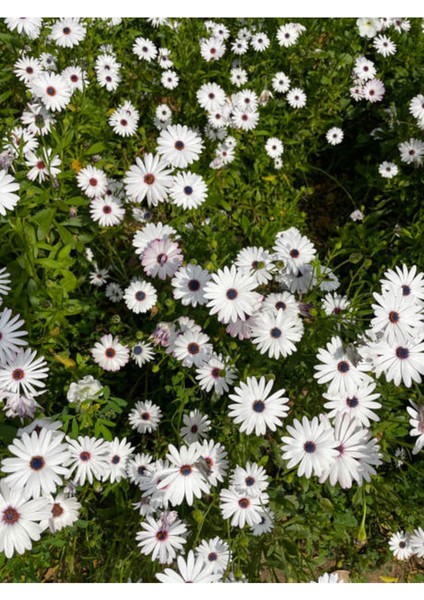 Videolu Beyaz Bodrum Papatyası Çiçeği Fidanı 20-35 cm Saksılı Çiçekli Bodur Bitkiler Bodrum Daisy fiyatları