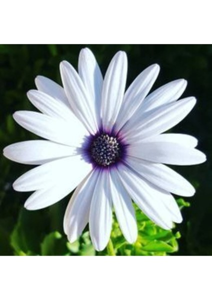 Videolu Beyaz Bodrum Papatyası Çiçeği Fidanı 20-35 cm Saksılı Çiçekli Bodur Bitkiler Bodrum Daisy fiyatları