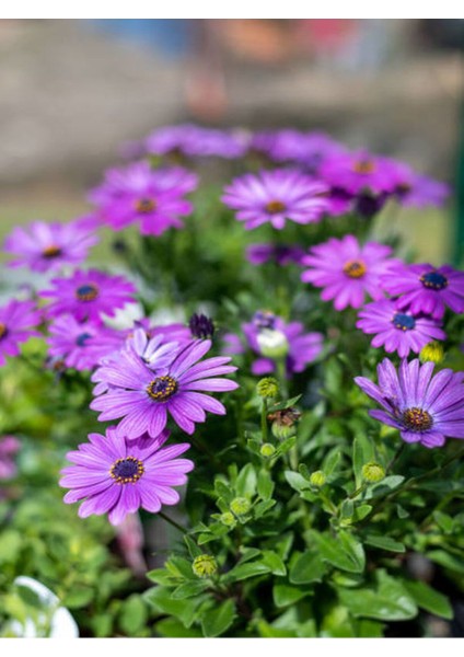 Videolu Mor Renk Bodrum Papatyası 20-45 cm Saksılı/tüplü Dış Mekan Bitkileri Purple Daisy