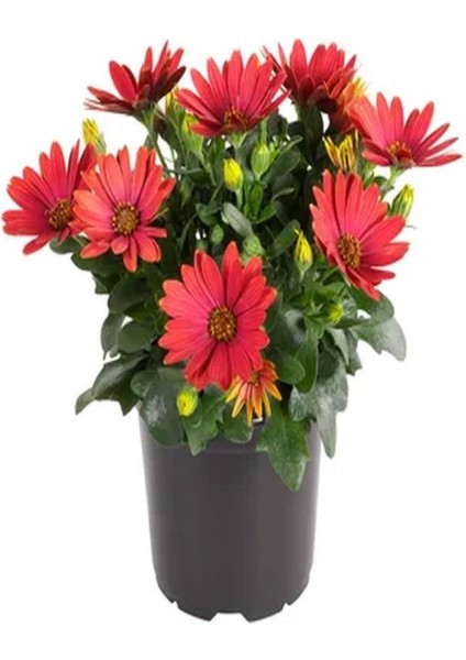Videolu Kırmızı Bodrum Papatyası Çiçeği Fidanı 20-35 cm Saksılı Çiçekli Bodur Bitkiler Bodrum Daisy