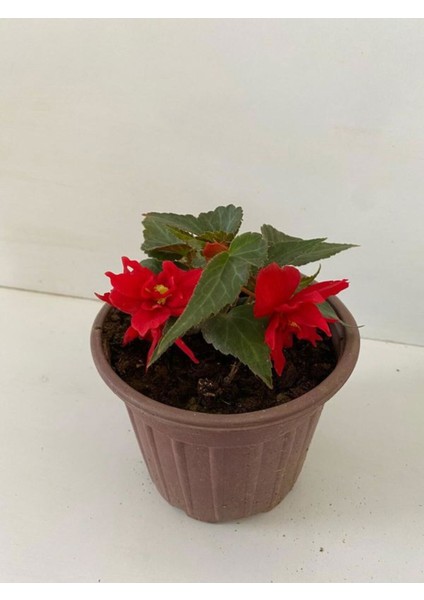 Kırmızı Renk Gelin Damat Çiçeği 1 Adet Saksılı 10-20CM (Begonia Boliviensis)