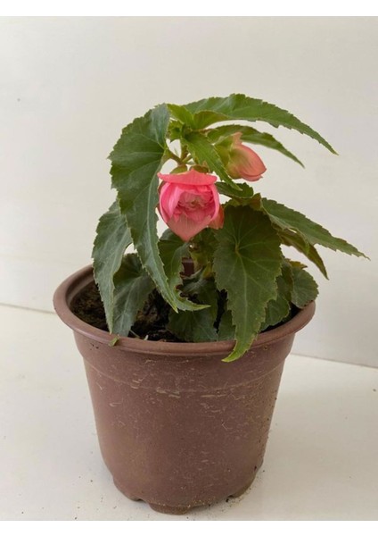 Pembe Renk Gelin Damat Çiçeği (Katlı Çınar Begonya)1 Adet Saksılı 10-20CM (Begonia Boliviensis)