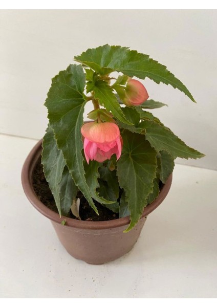 Pembe Renk Gelin Damat Çiçeği (Katlı Çınar Begonya)1 Adet Saksılı 10-20CM (Begonia Boliviensis)