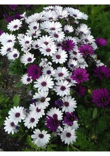 Videolu Beyaz Bodrum Papatyası 1 Adet Saksılı/ Tüplü 25-50 cm ( Bodrum Daisy) fiyatları