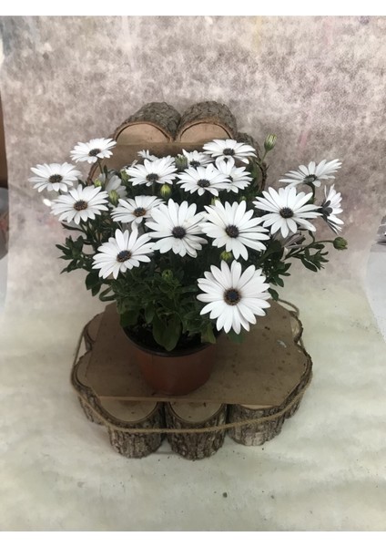 Videolu Beyaz Bodrum Papatyası 1 Adet Saksılı/ Tüplü 25-50 cm ( Bodrum Daisy) modelleri