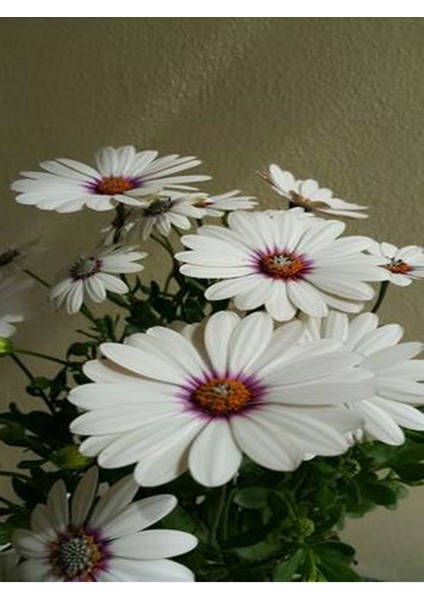 Videolu Beyaz Bodrum Papatyası 1 Adet Saksılı/ Tüplü 25-50 cm ( Bodrum Daisy) fırsatları