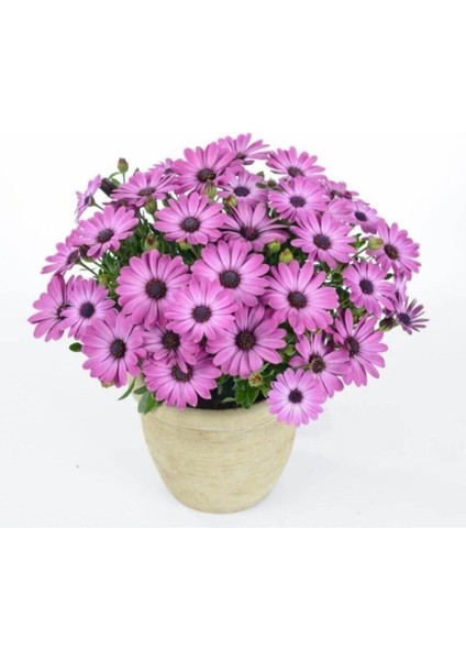 Videolu Mor Bodrum Papatyası Çiçeği Fidanı 25-35 cm Saksılı Çiçekli Bodur Bitkiler Bodrum Daisy modelleri