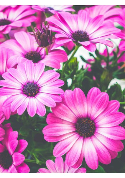 Videolu Fuşya 1 Adet Bodrum Papatyası 20-30 cm Saksılı (Bodrum Daisy)