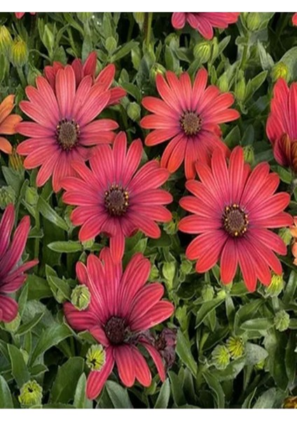 Videolu Kırmızı Bodrum Papatyası Çiçeği Fidanı 20-35 cm Saksılı Çiçekli Bodur Bitkiler Bodrum Daisy modelleri