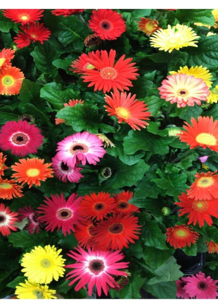 Videolu Kırmızı Bodrum Papatyası Çiçeği Fidanı 20-35 cm Saksılı Çiçekli Bodur Bitkiler Bodrum Daisy fırsatları