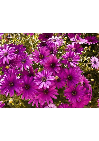 Videolu Mor Bodrum Papatyası Çiçeği Fidanı25-35 cm Saksılı Çiçekli Bodur Bitkiler Bodrum Daisy