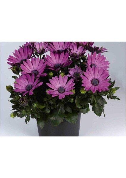 Videolu Mor Bodrum Papatyası Çiçeği Fidanı25-35 cm Saksılı Çiçekli Bodur Bitkiler Bodrum Daisy