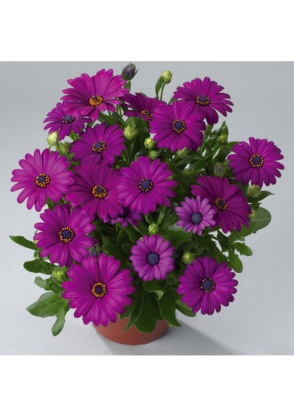 Videolu Mor Bodrum Papatyası Çiçeği Fidanı25-35 cm Saksılı Çiçekli Bodur Bitkiler Bodrum Daisy