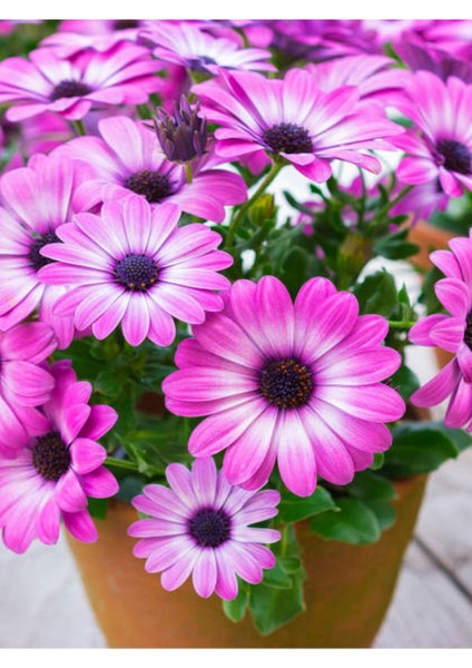 Videolu Mor Renk Bodrum Papatyası 1 Adet Saksılı/ Tüplü 20-45 cm (Bodrum Daisy) Dış Mekan Bitkisi