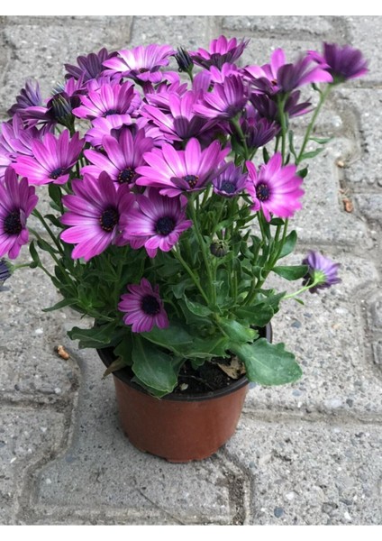 Videolu Mor Renk Bodrum Papatyası 1 Adet Saksılı/ Tüplü 20-45 cm (Bodrum Daisy) Dış Mekan Bitkisi