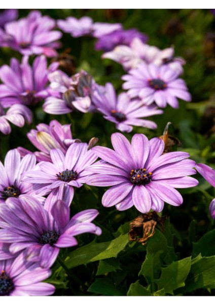 Videolu Fuşya 1 Adet Bodrum Papatyası 20-30 cm Saksılı (Bodrum Daisy)