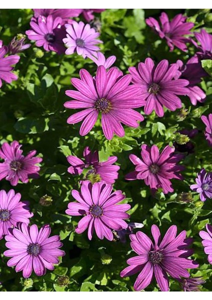 Videolu Fuşya 1 Adet Bodrum Papatyası 20-30 cm Saksılı (Bodrum Daisy)