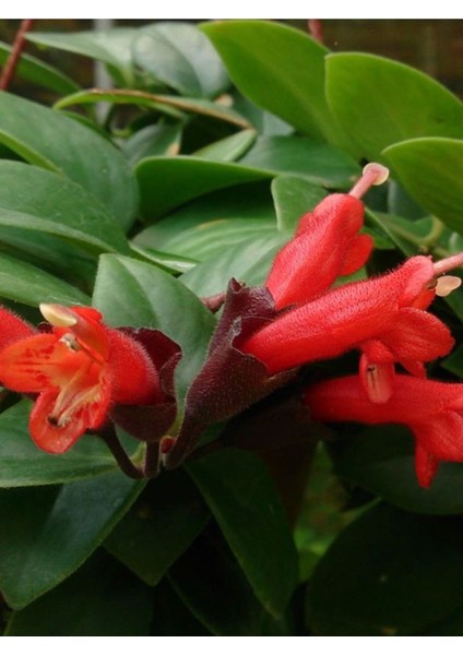 Videolu Kırmızı Ruj Çiçeği Sarmaşık 1 Adet Saksılı 20-40CM Iç-Dış Mekan Bitkisi (Aeschynanthus)